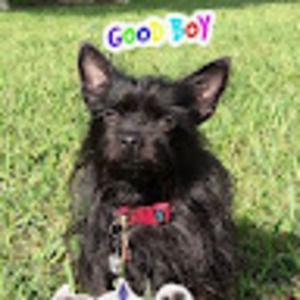 Meet your Posher, Constance